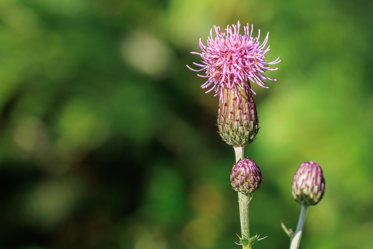Acker-Distel [Cirsium arvense]