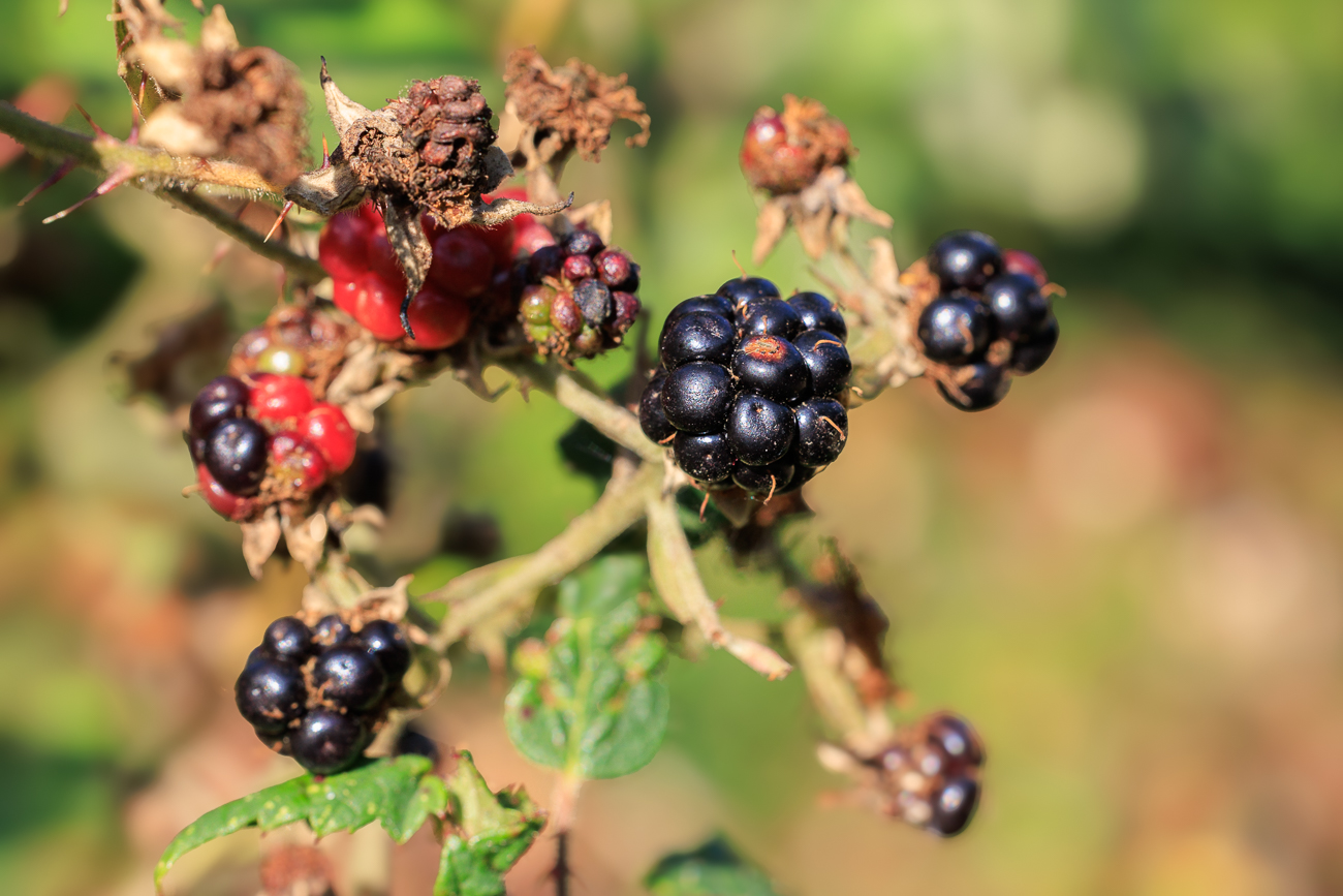 Brombeere [Rubus fruticosus]