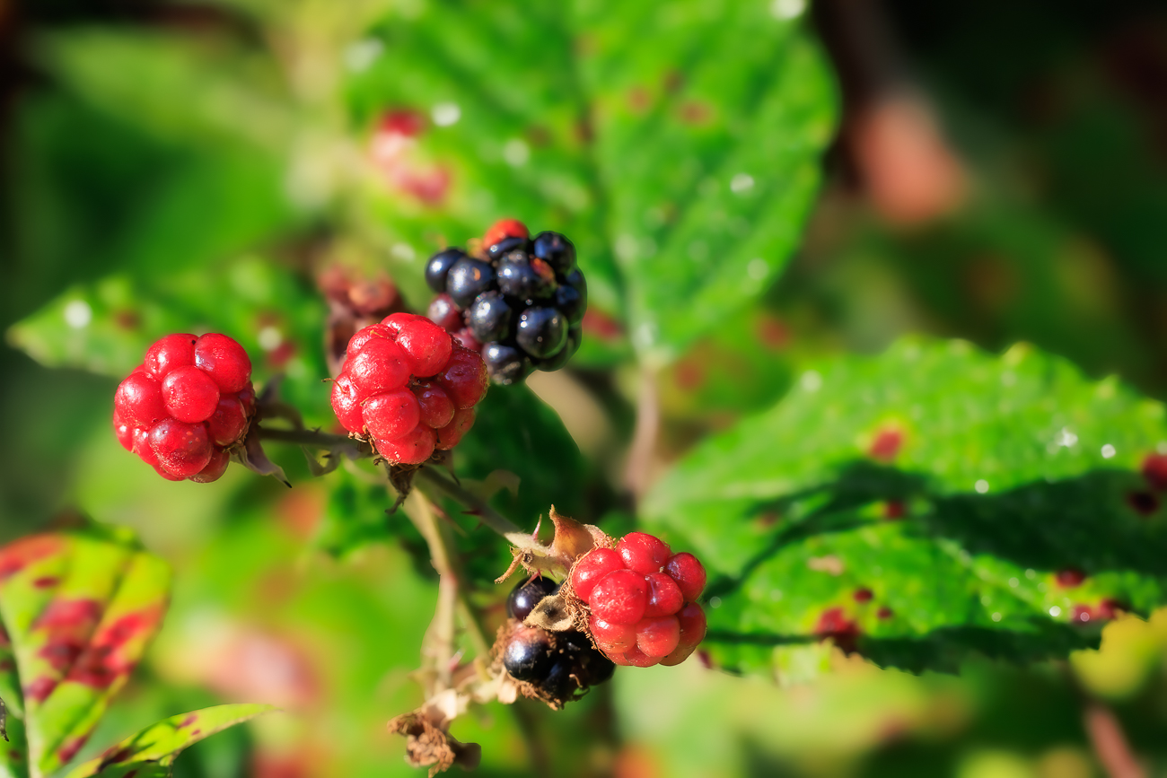 Brombeere [Rubus fruticosus]