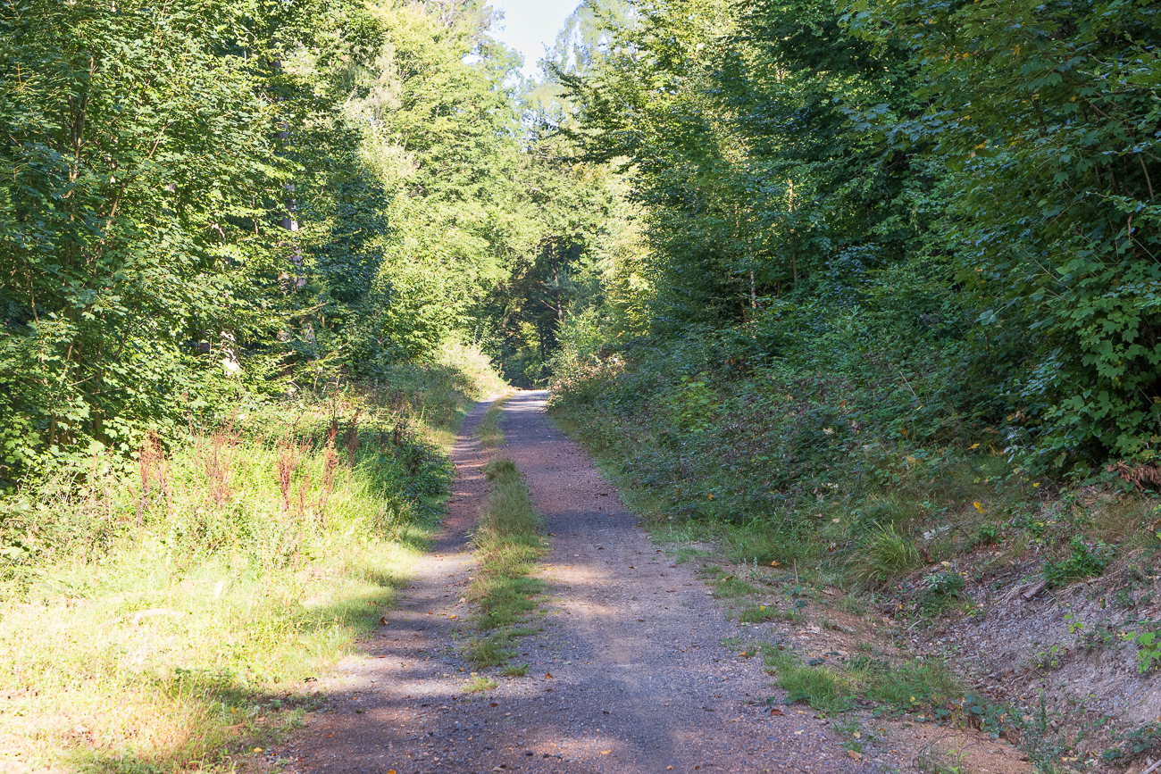 Breiter Waldweg