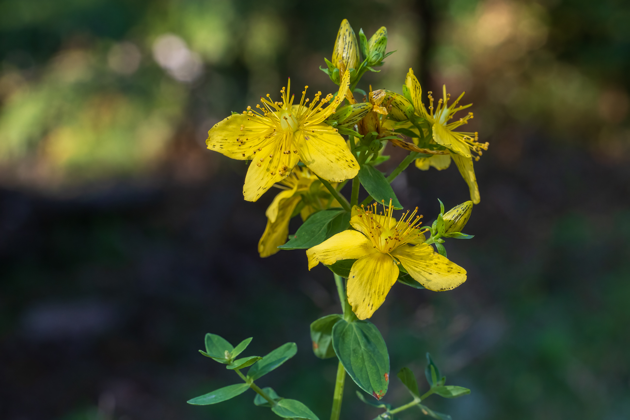 Geflecktes Johanniskraut [Hypericum maculatum Crantz]