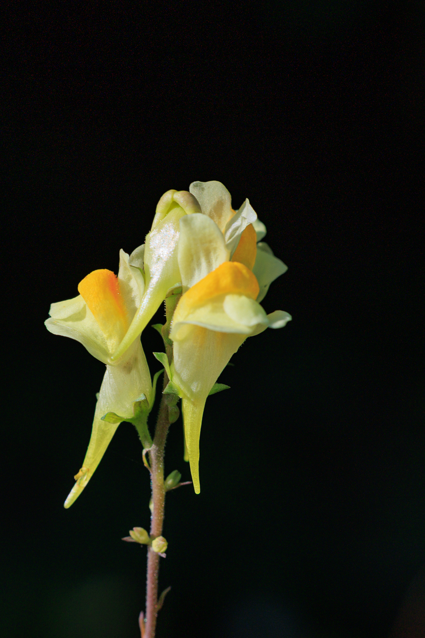 Gemeines Leinkraut [Linaria vulgaris]