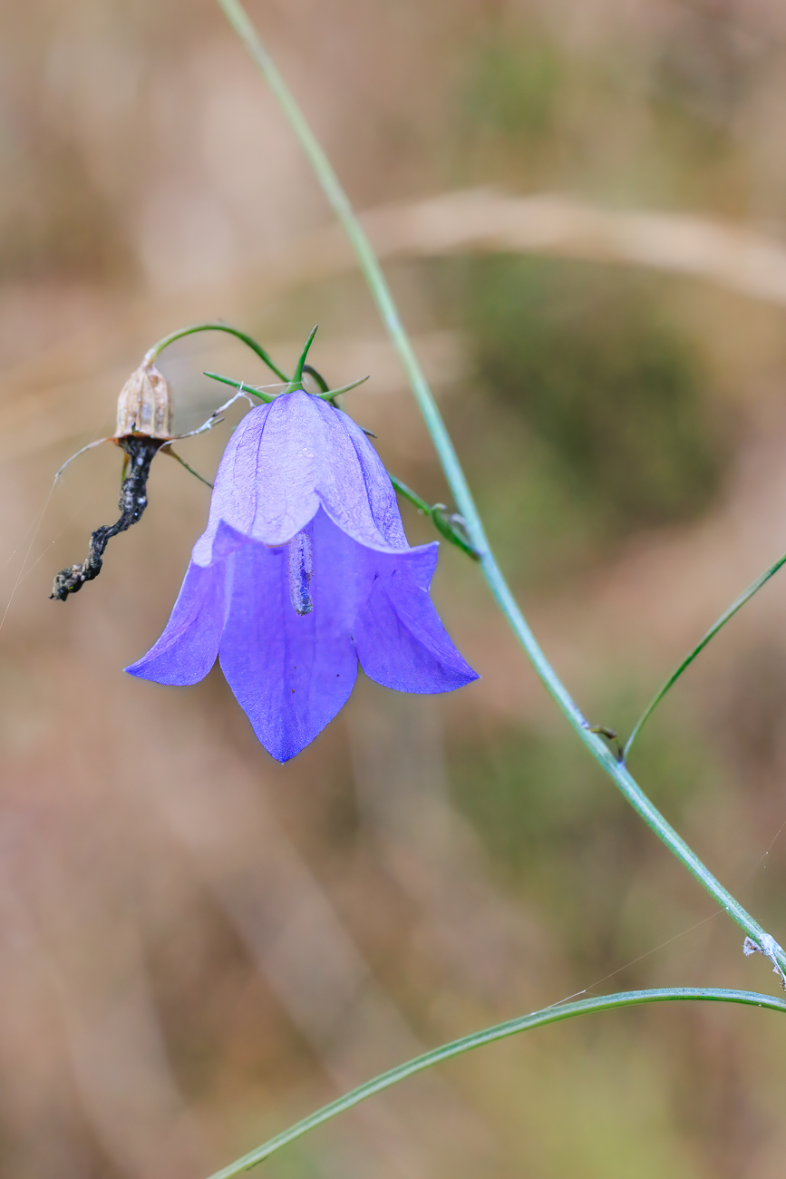 Rundblättrige Glockenblume [Campanula rotundifolia]