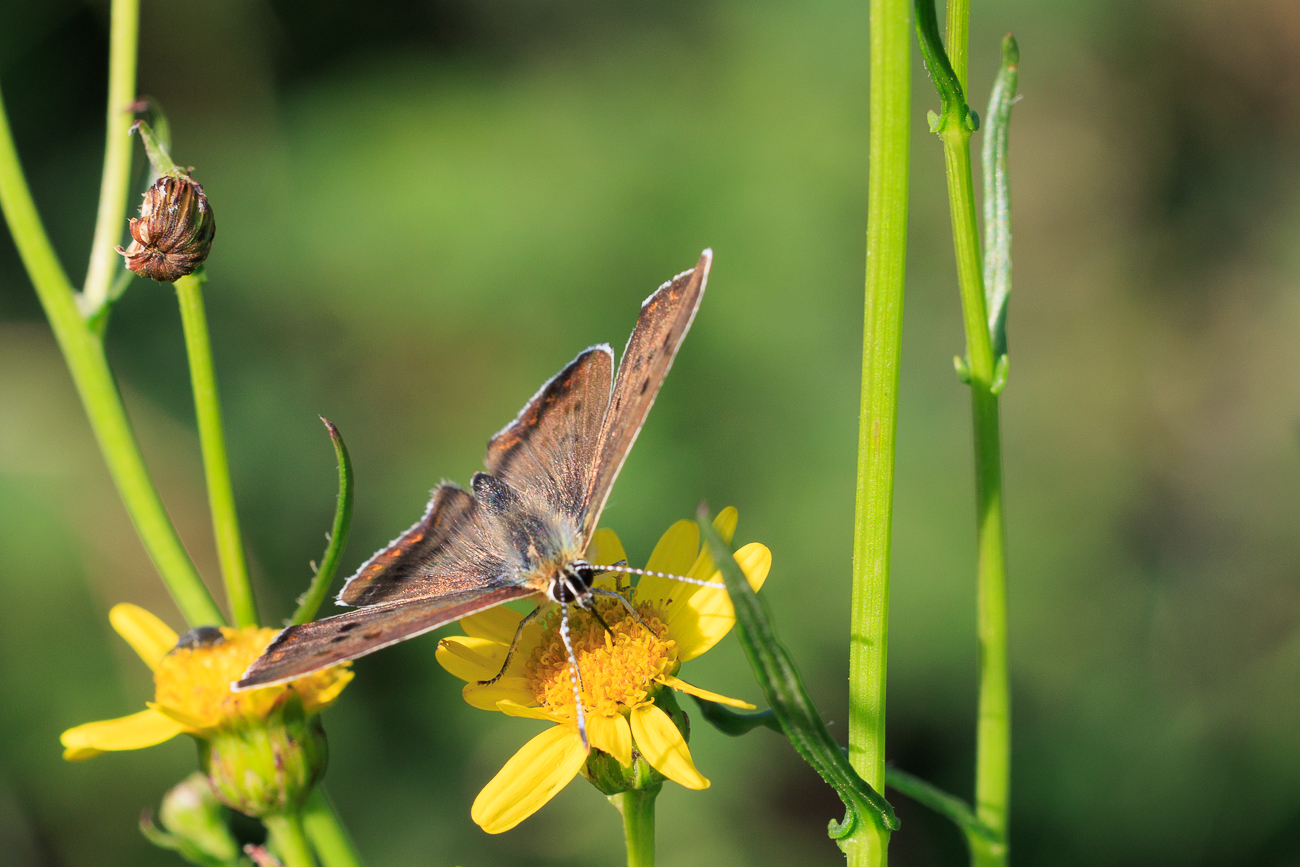 Brauner Feuerfalter [Lycaena tityrus]