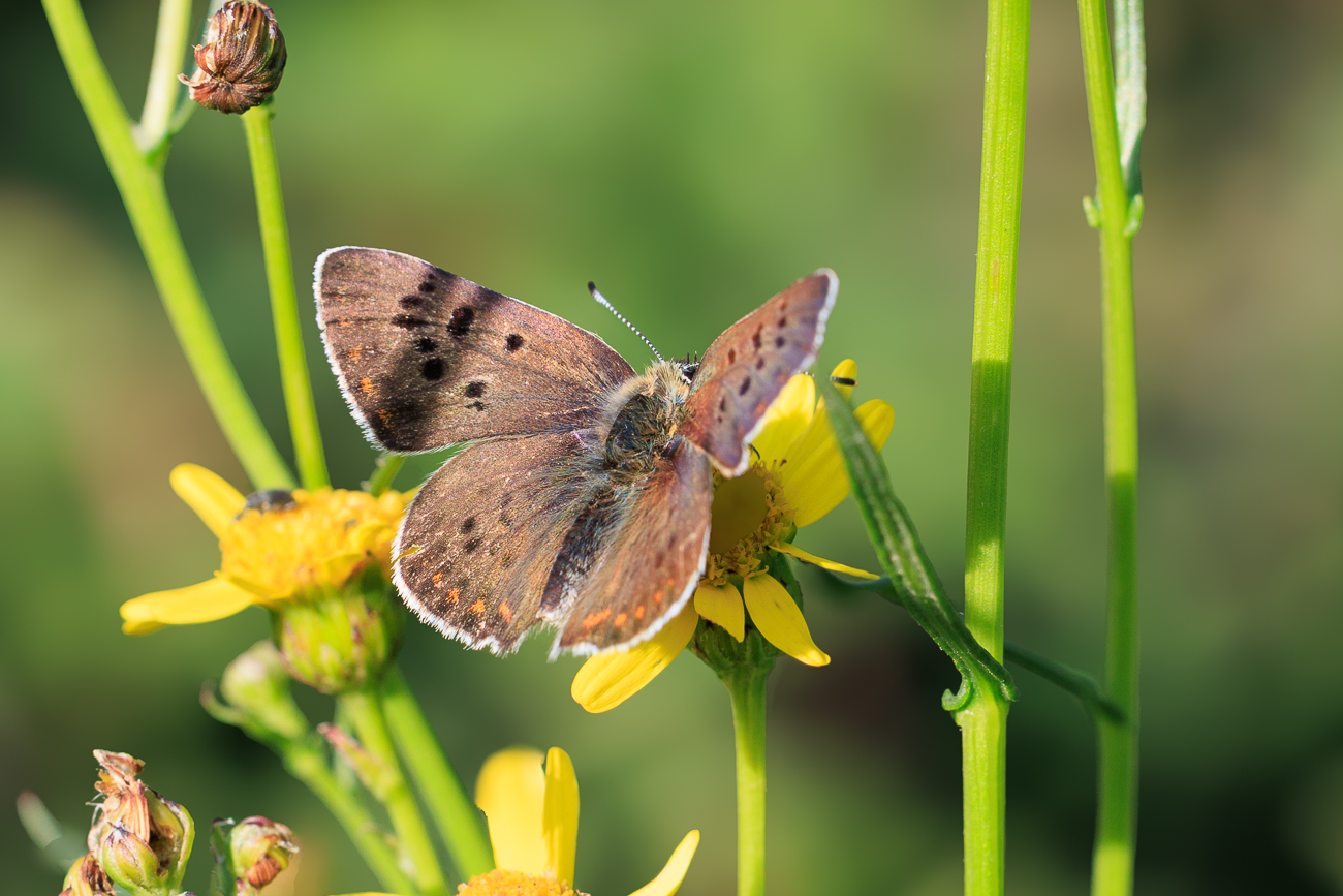 Brauner Feuerfalter [Lycaena tityrus]