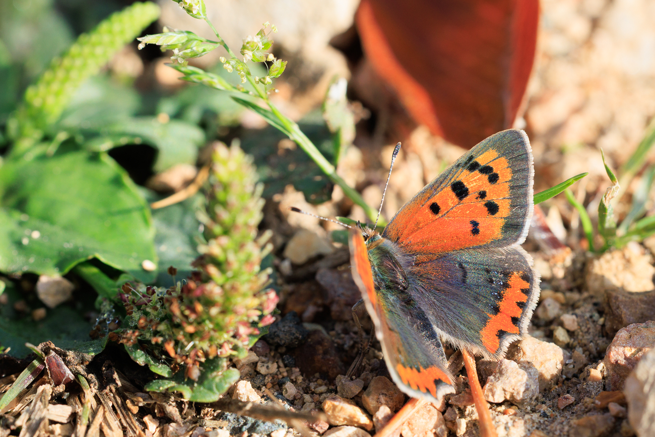 Kleiner Feuerfalter [Lycaena phlaeas]