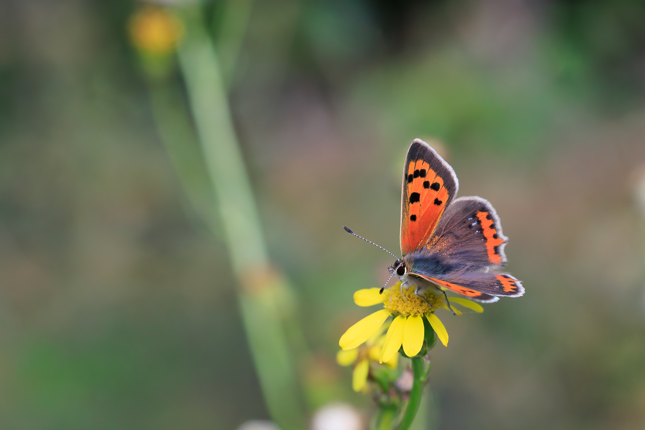 Kleiner Feuerfalter [Lycaena phlaeas]