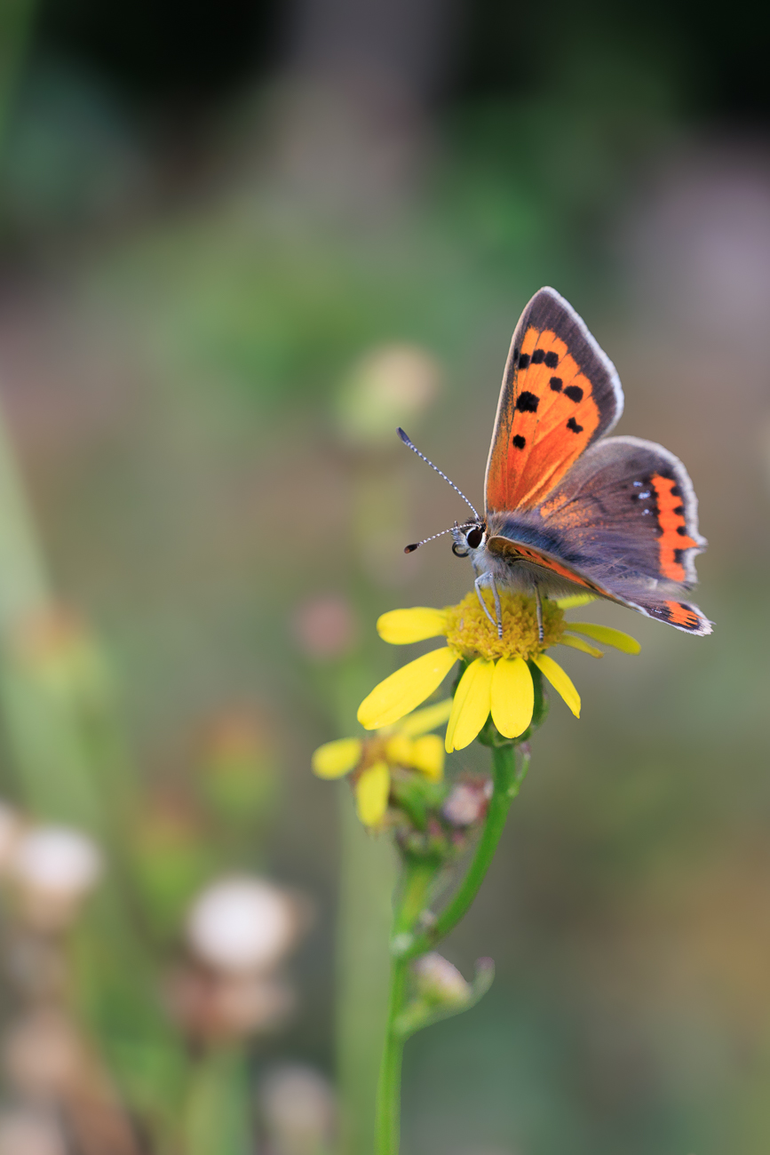 Kleiner Feuerfalter [Lycaena phlaeas]