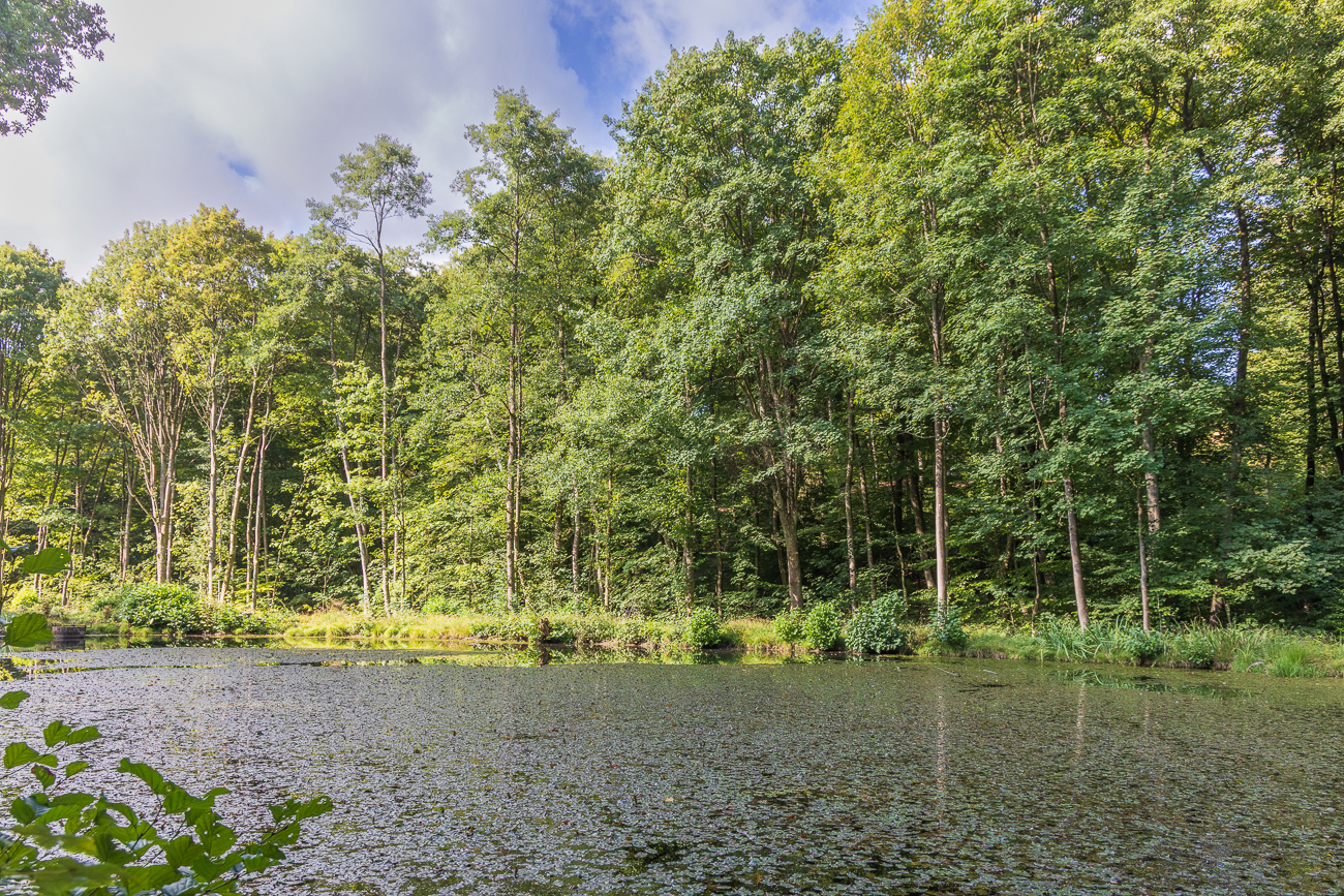 Teich im Wald