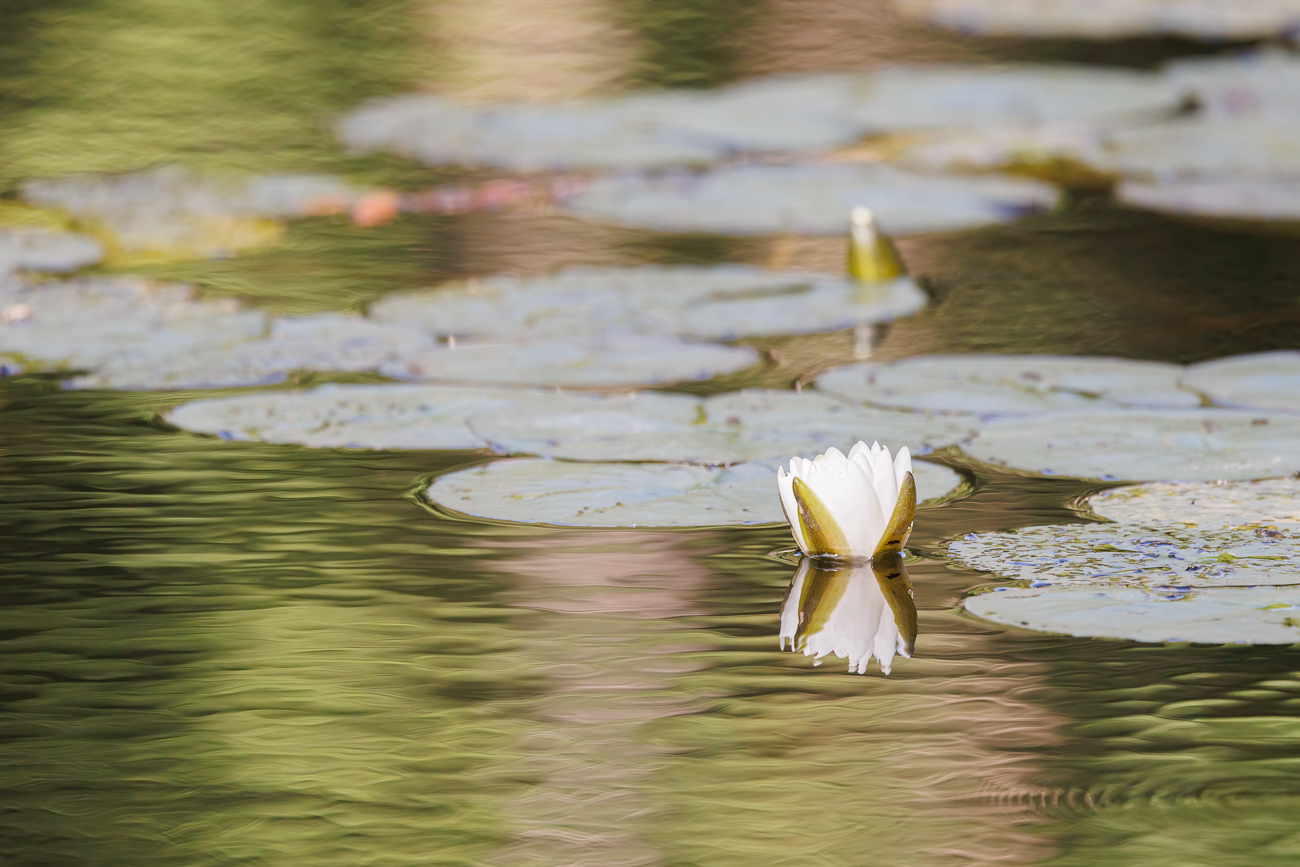 Weiße Seerose [Nymphaea alba]