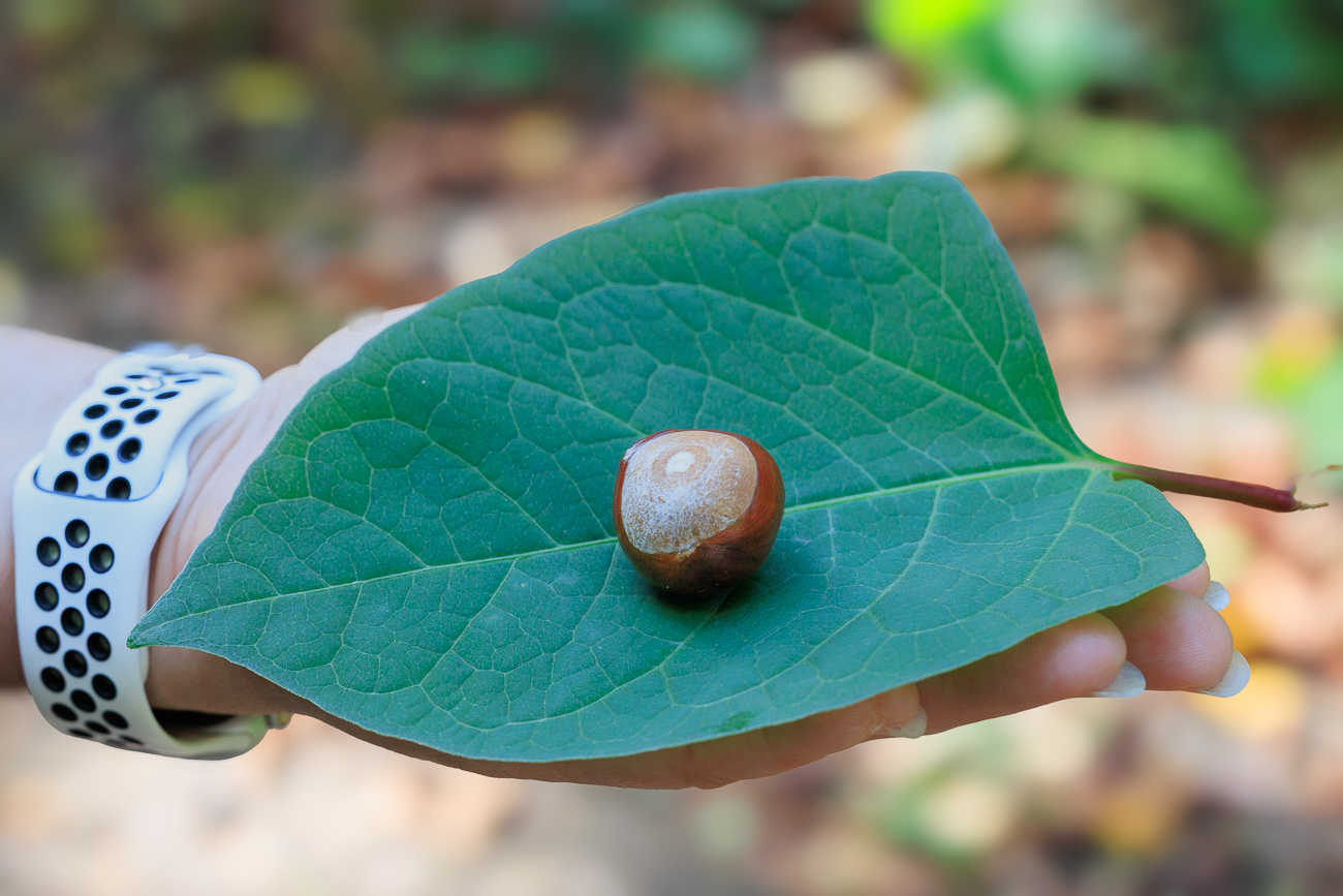 Rosskastanie [Aesculus]