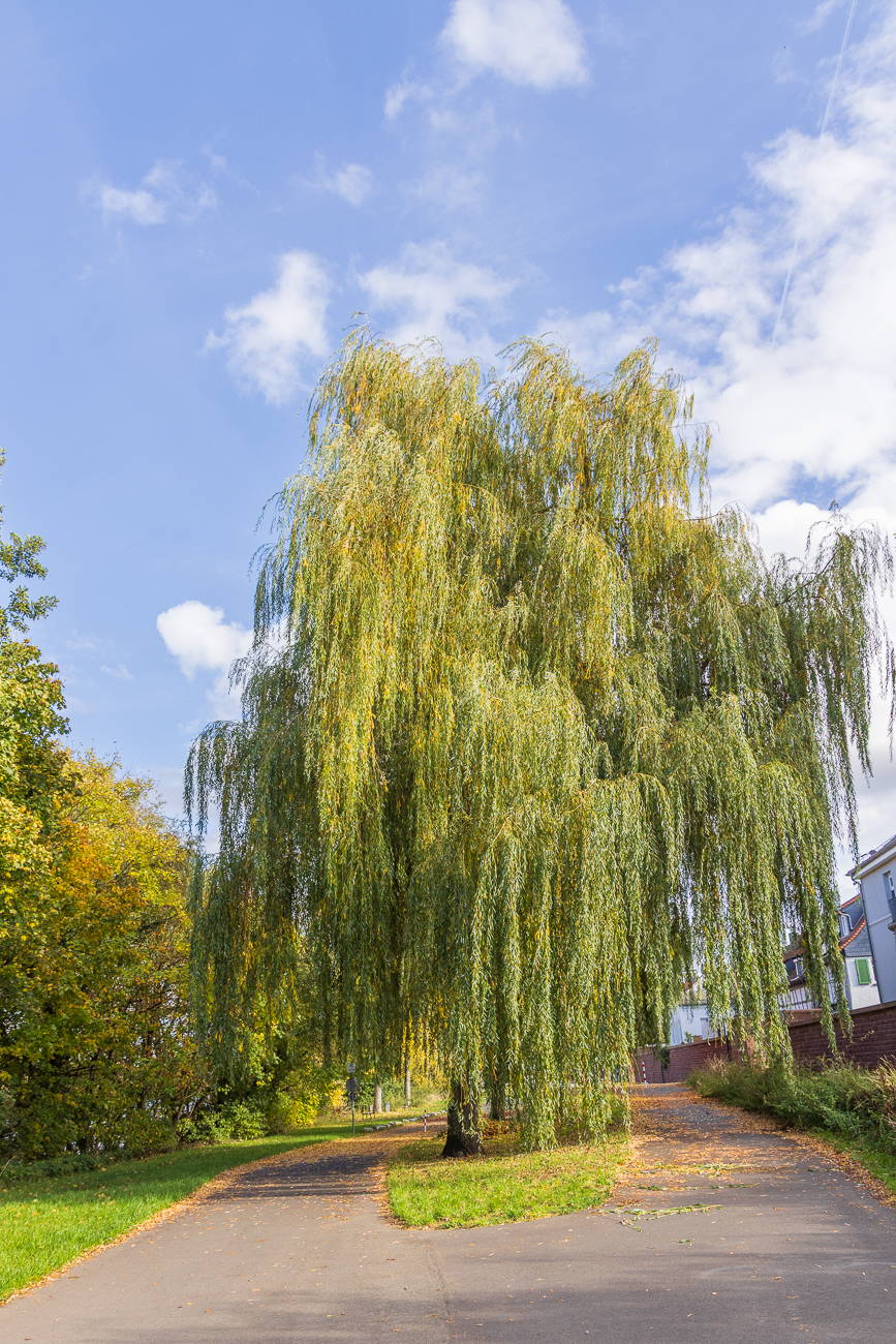 Trauerweide [Salix babylonica]