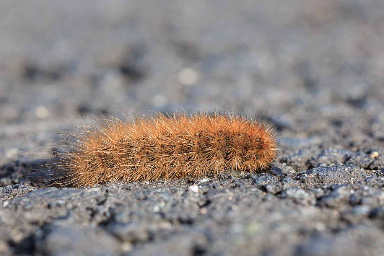 Vermutlich Raupe eines Zimtbärs [Phragmatobia fuliginosa]