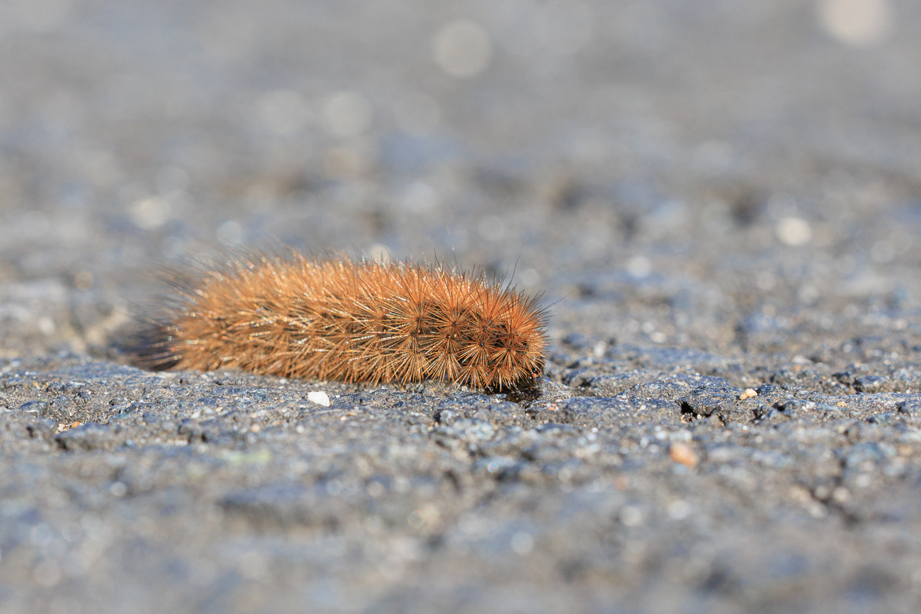 Vermutlich Raupe eines Zimtbärs [Phragmatobia fuliginosa]