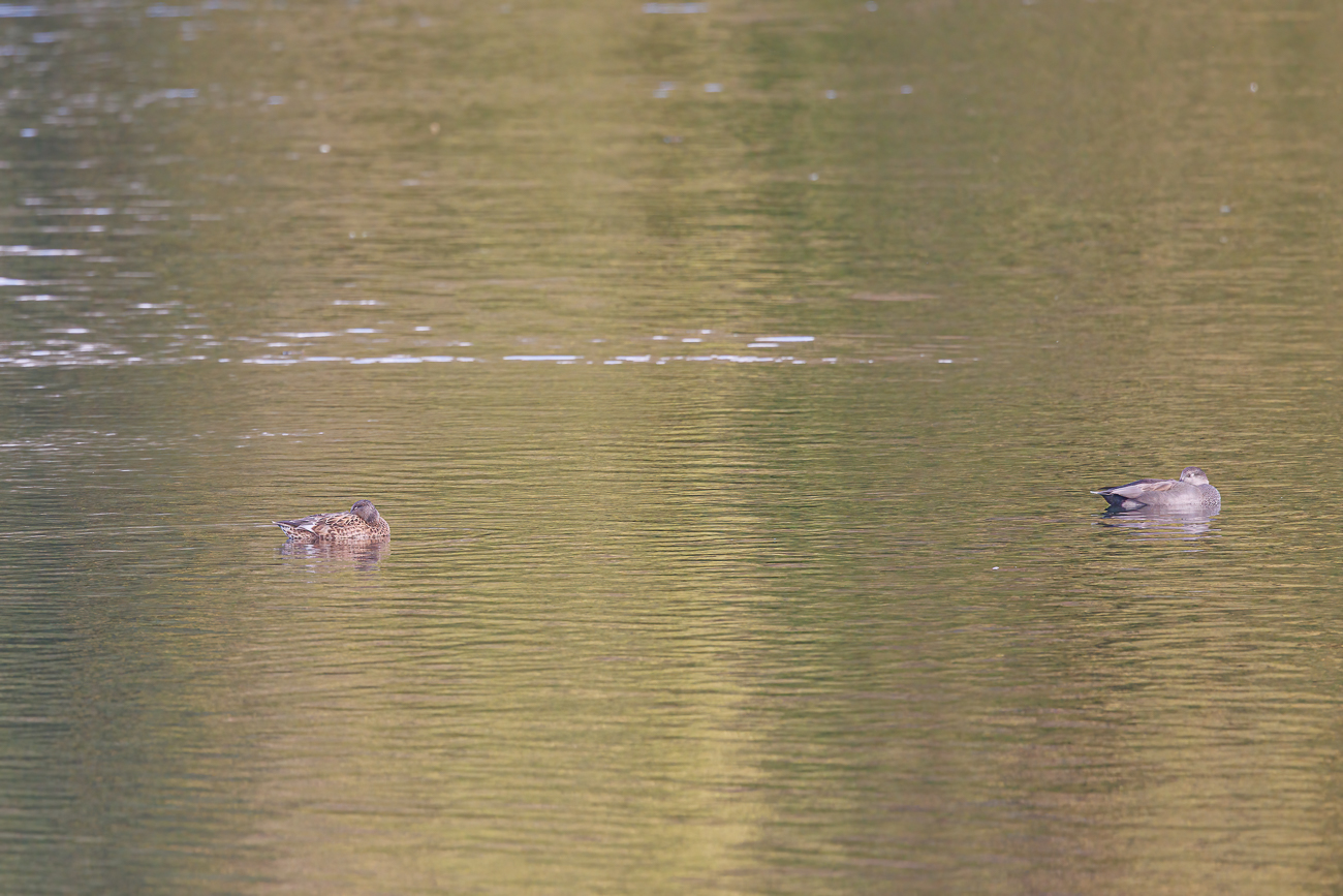 Momentan leider nur ein paar Enten ...