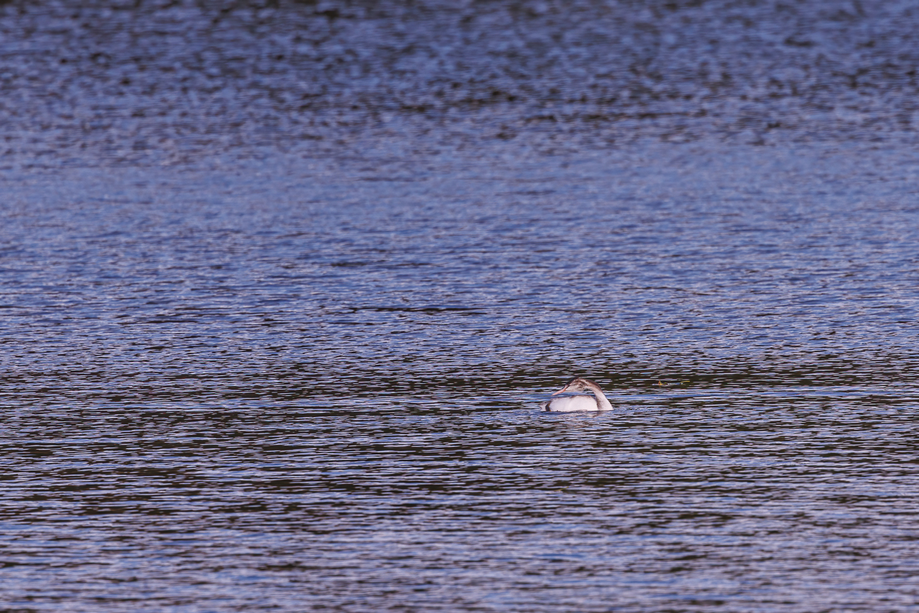 ... und ein Haubentaucher