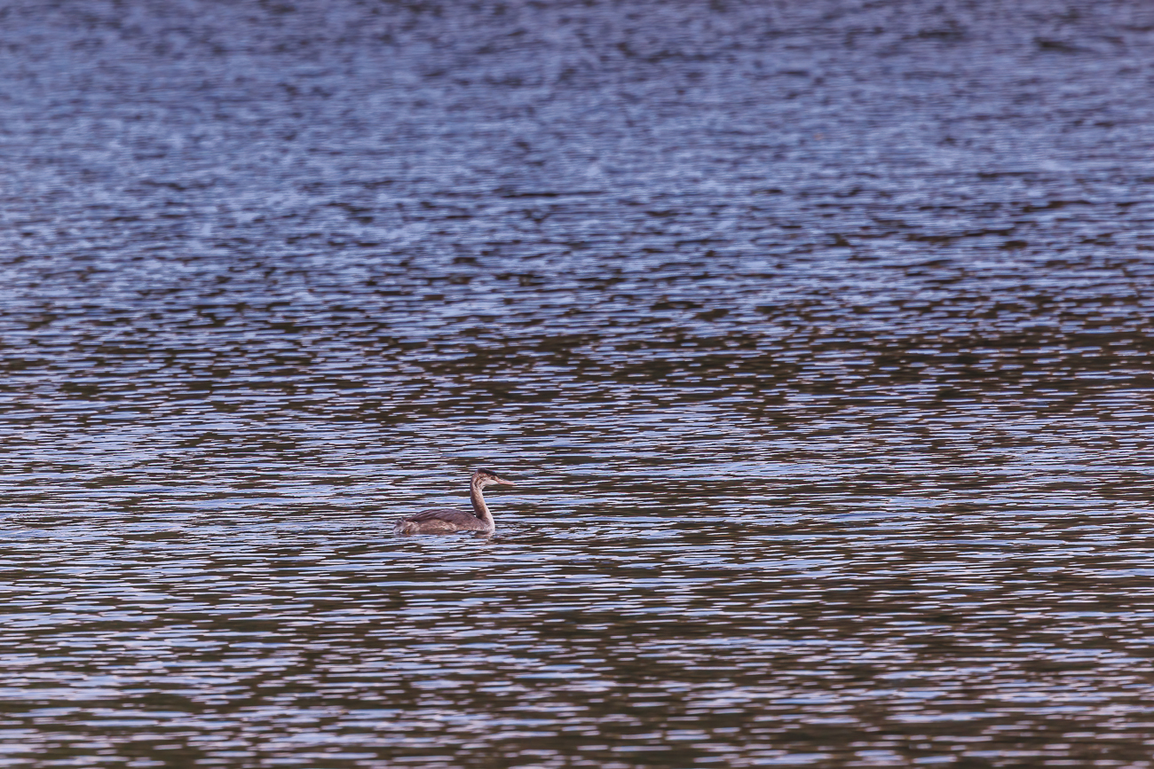 ... deshalb sind die Bilder stark vergrößert