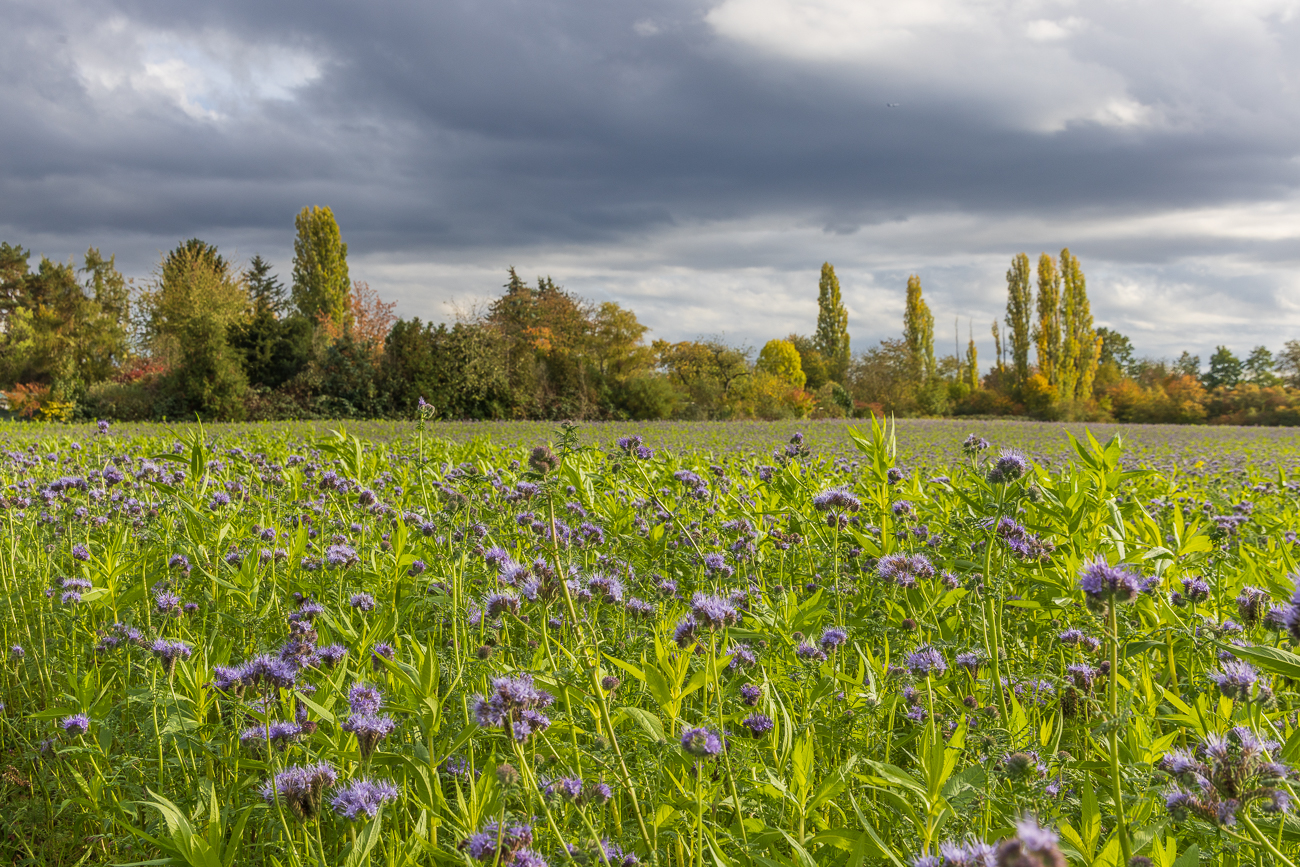 Ein Feld mit Büschelblumen [Phacelia tanacefolia]