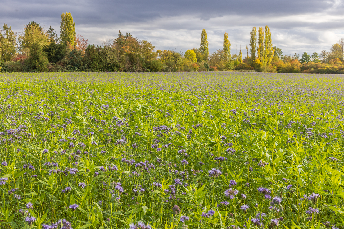 Die Pflanzen werden auch Rainfarn-Phazelie genannt und werden zur Gründüngung verwendet. Sie enthalten hautreizende Inhaltsstoffe. 