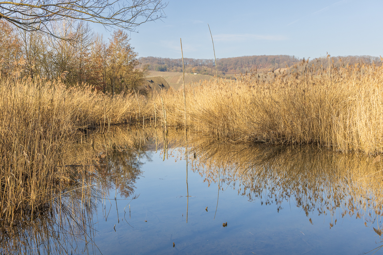 Über dem Schilf sieht man ein Stück Dach vom Biodiversum