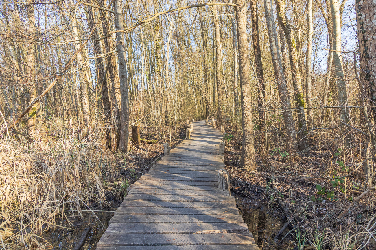 Hier führt ein großer Teil des Weges über solche Holzbohlen