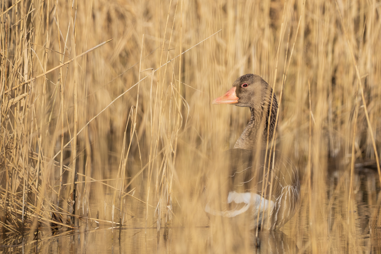 Graugans [Anser anser]im Schilf