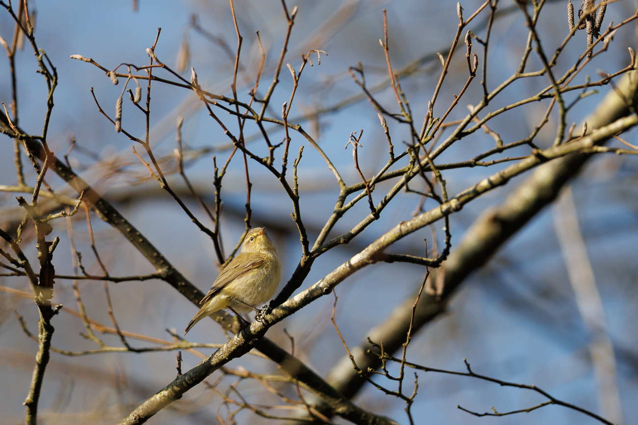 Zilpzalp oder auch Weidenlaubsänger [Phylloscopus collybita]