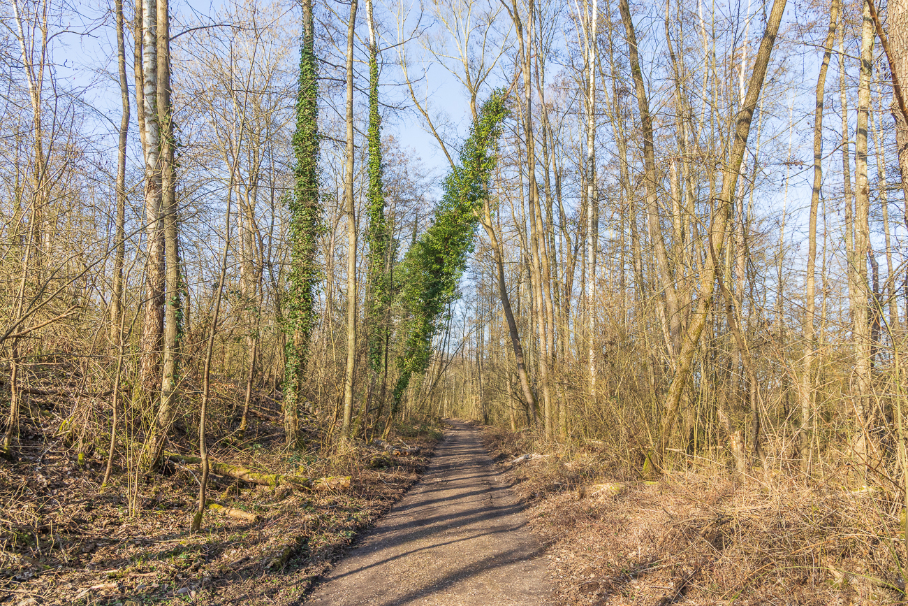 Mit Efeu umrankte Bäume