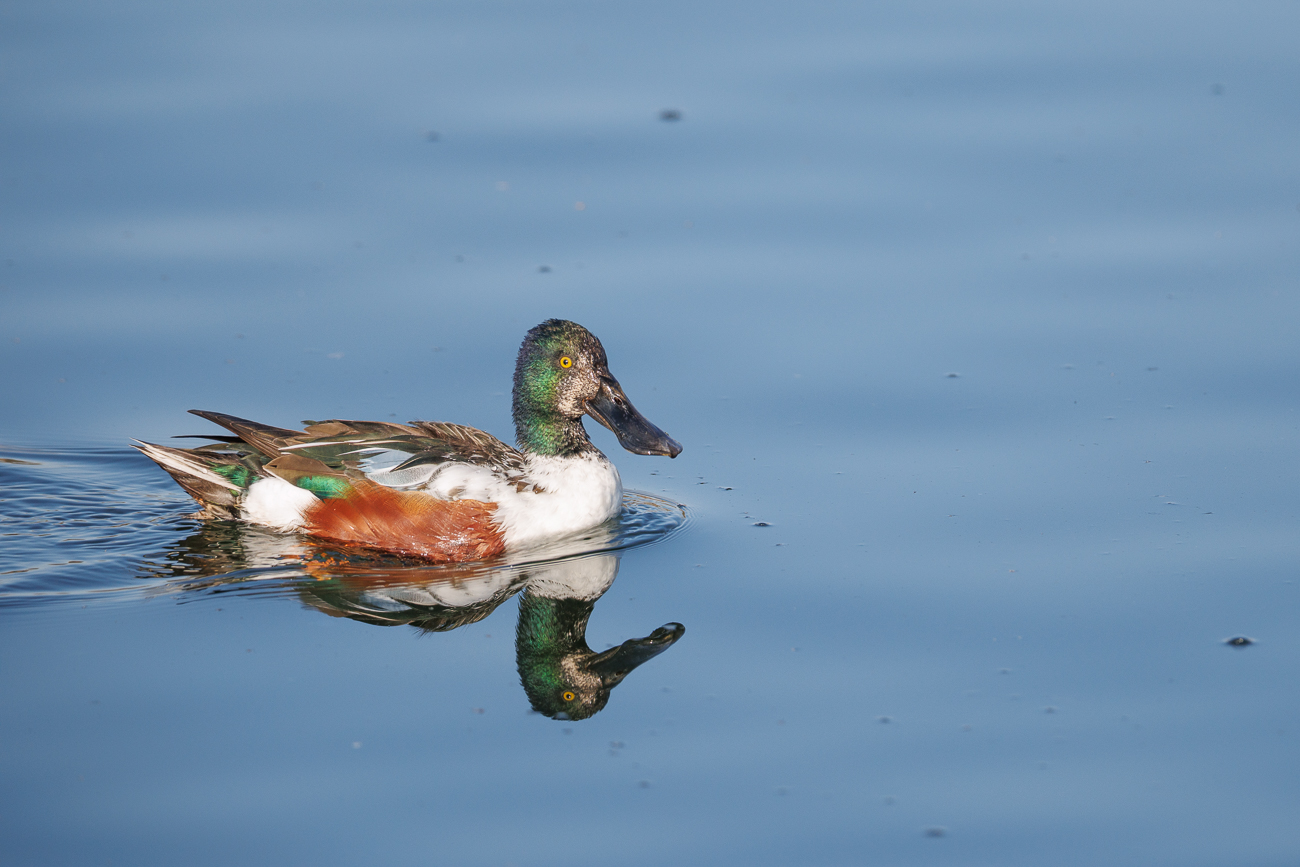Männliche Löffelente [Spatula clypeata]