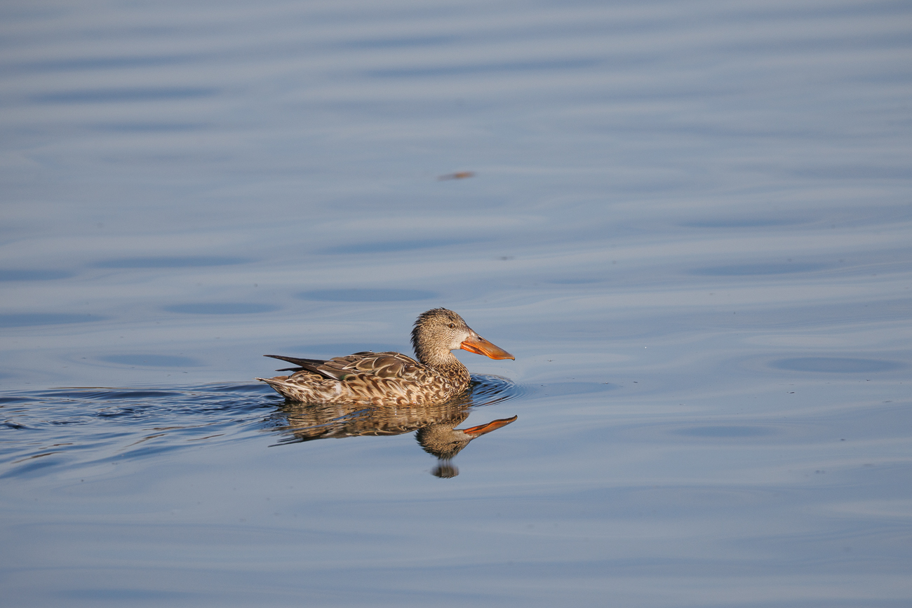 Weibliche Löffelente [Spatula clypeata]