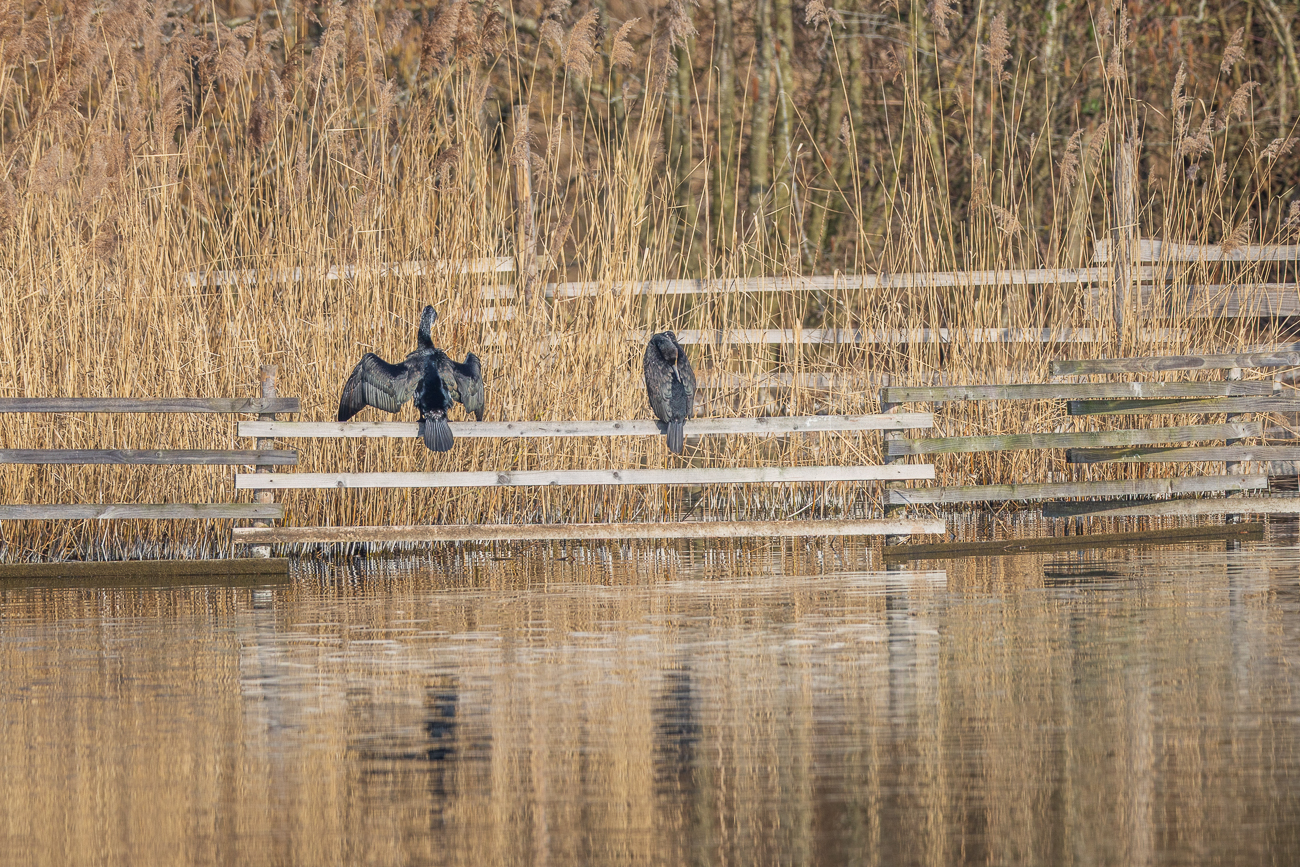 Kormorane (Ohrenscharbe) [Nannopterum auritus] beim Trocknen der Federn