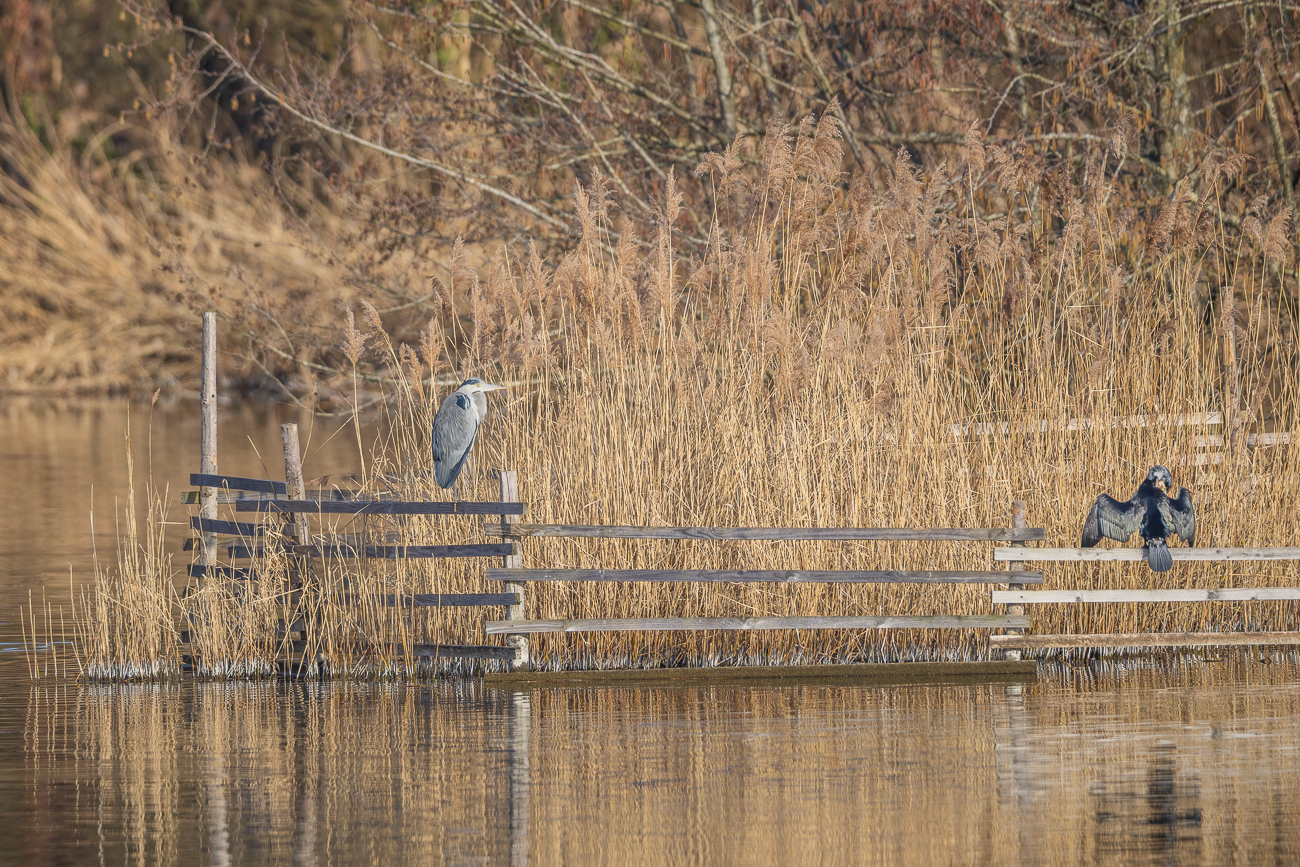 Graureiher [Ardea cinerea] und Ohrenscharbe [Nannopterum auritus]