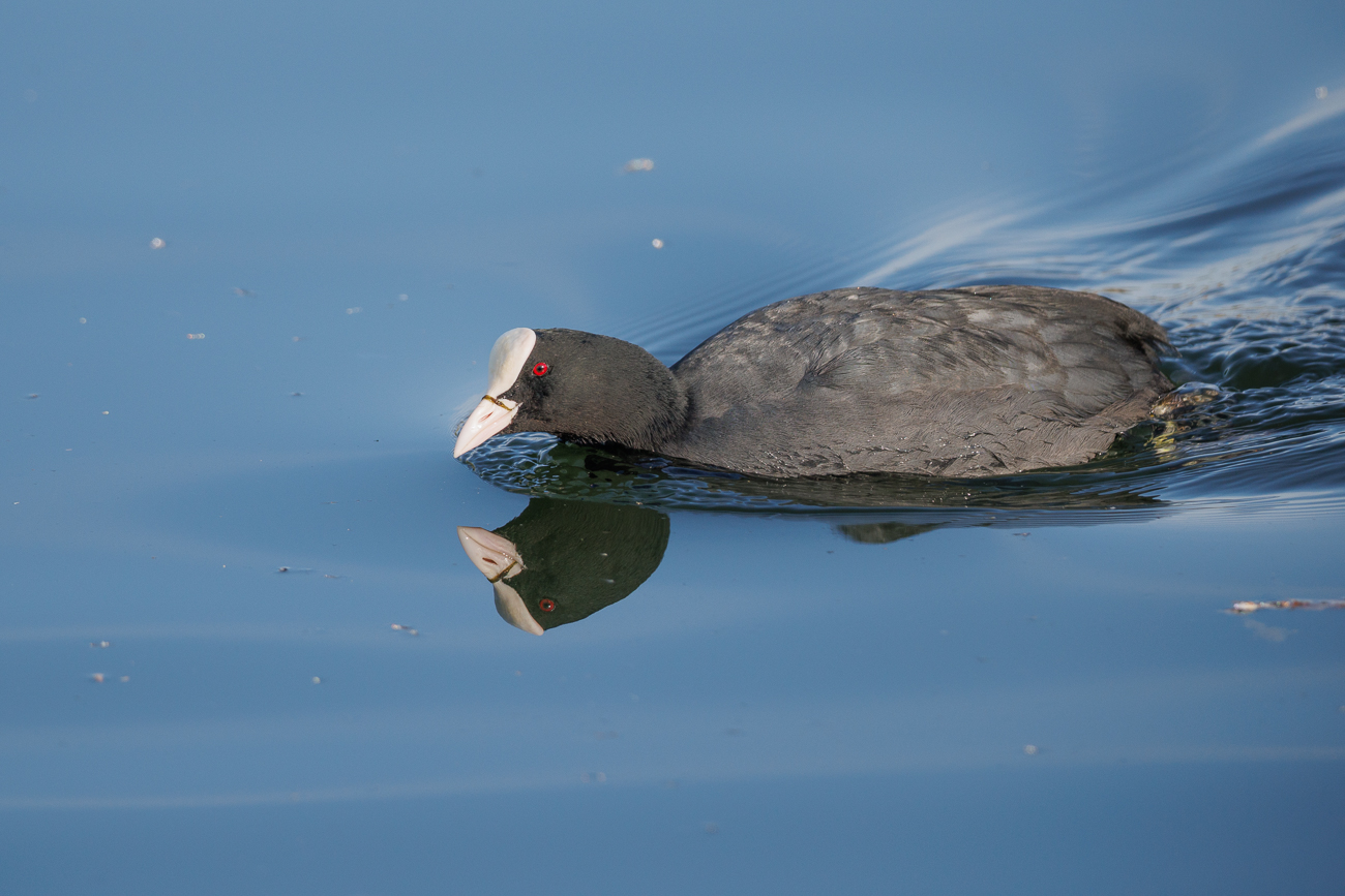Blässhuhn [Fulica atra]