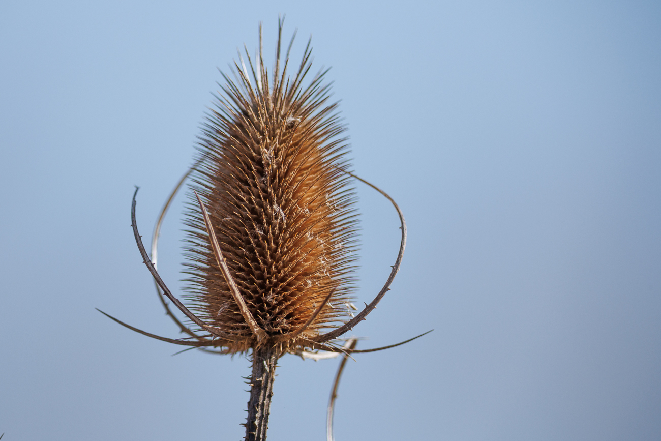 Wilde Karde [Dipsacus fullonum]