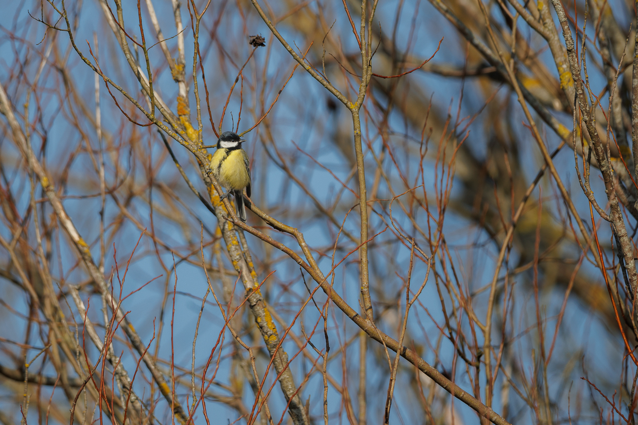 Kohlmeise [Parus major]
