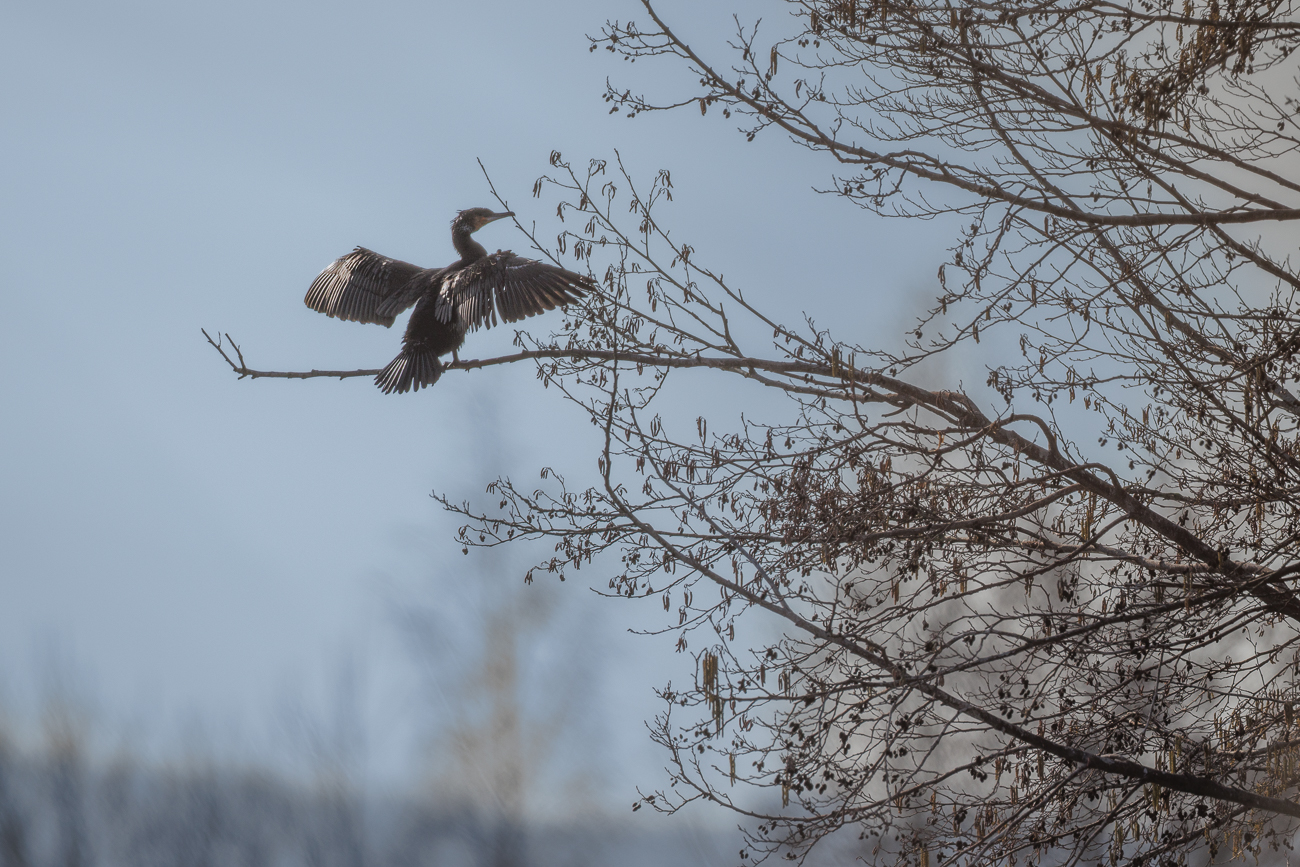 Leider konnte ich den Kormoran nur gegen die Sonne fotografieren :-(