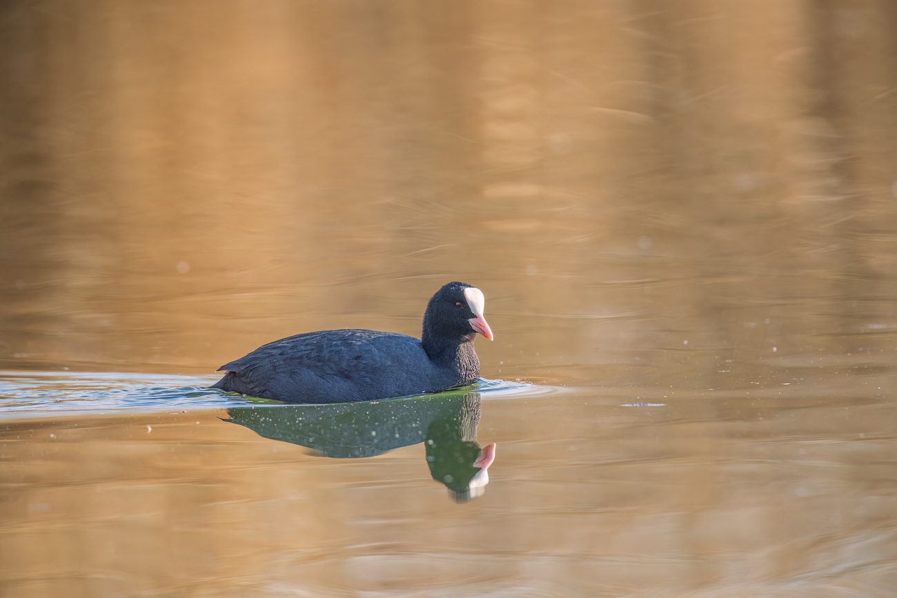 Blässhuhn [Fulica atra]