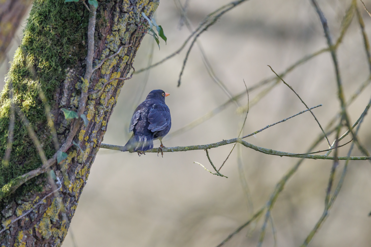 Amsel [Turdus merula]