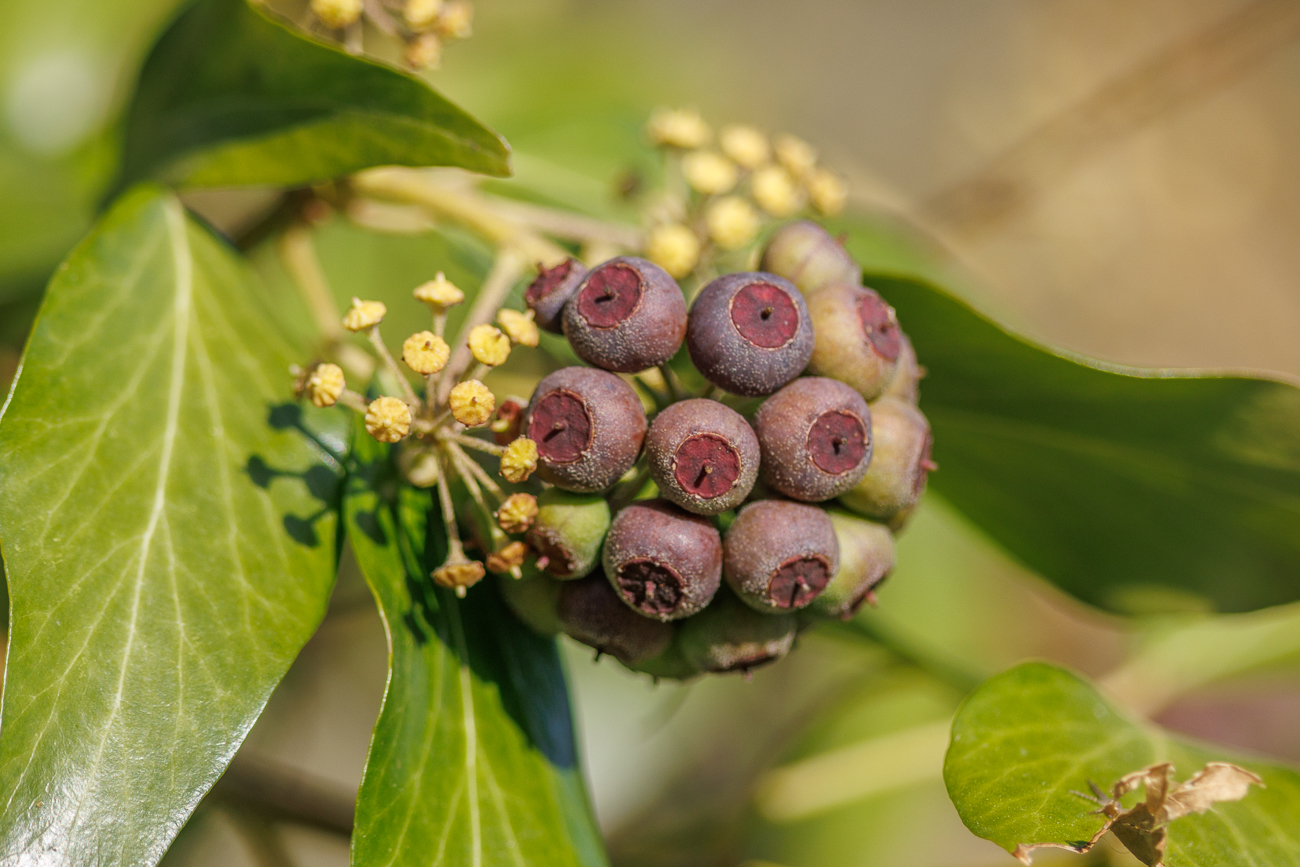 Früchte des Gemeinen Efeu [Hedera helix]
