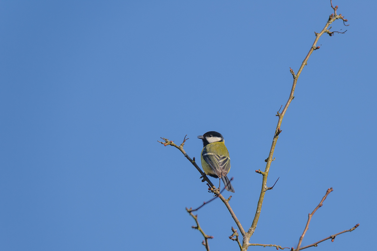 Kohlmeise [Parus major]