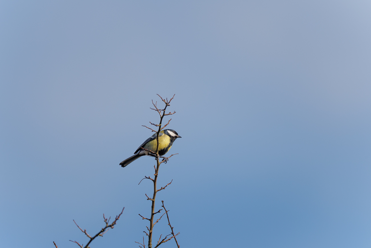 Kohlmeise [Parus major]