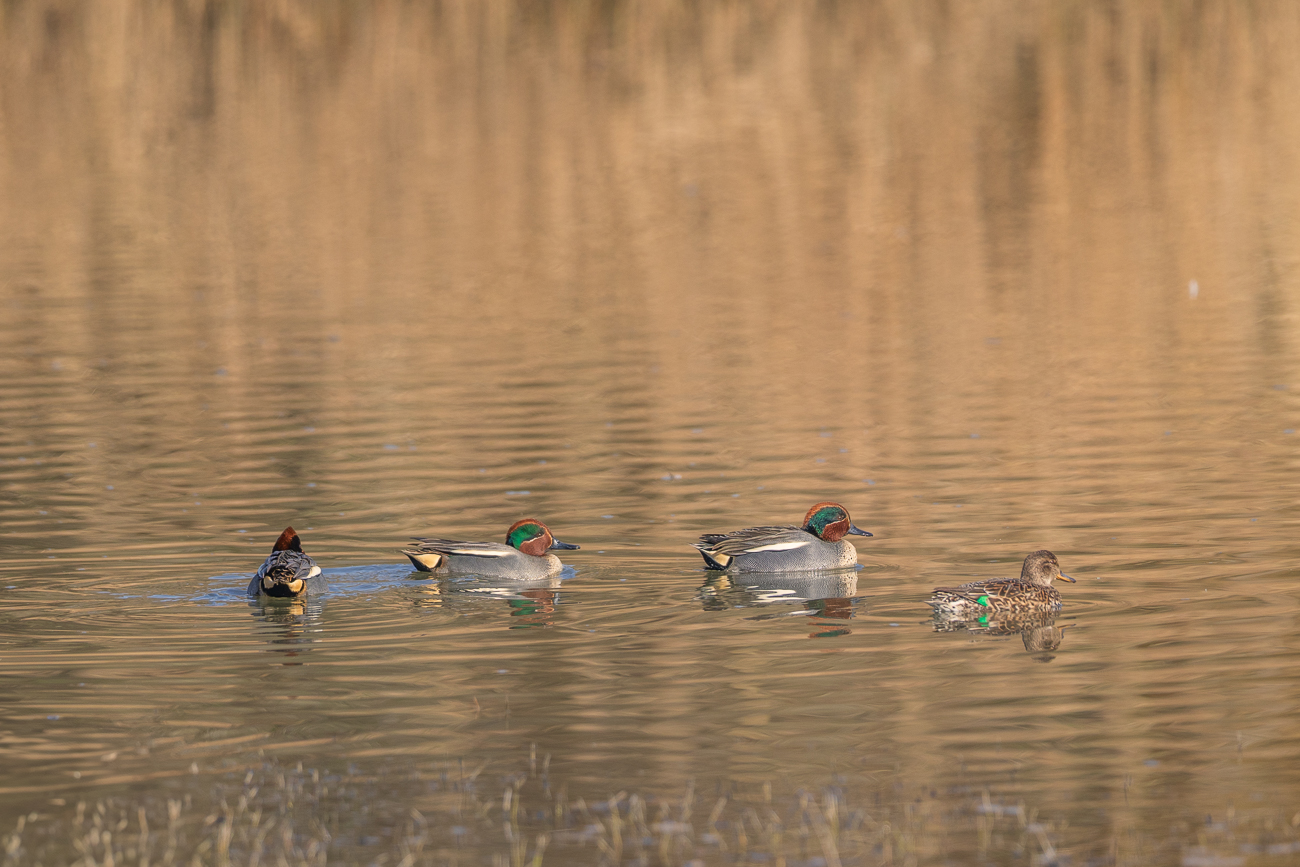 Krickenten [Anas crecca]