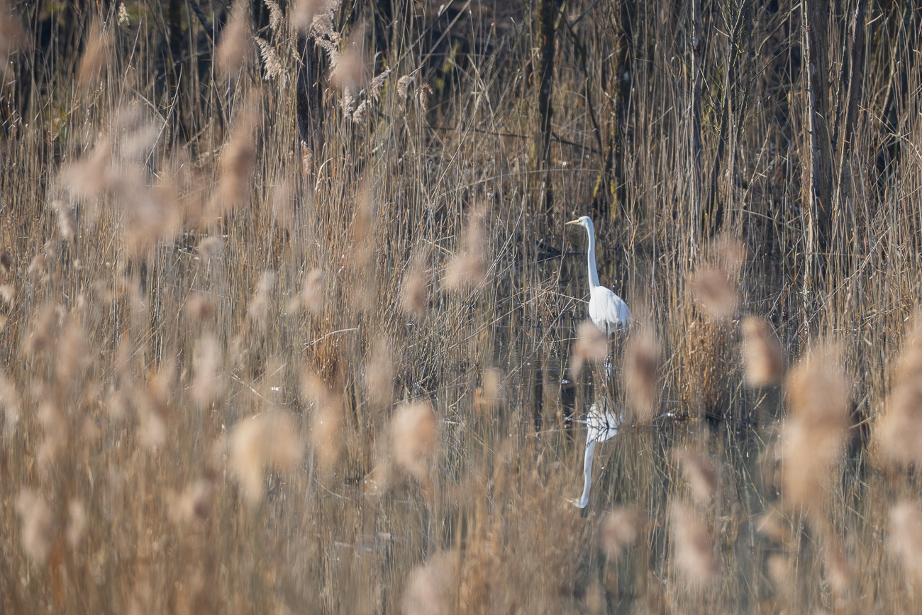 Silberreiher [Ardea alba]