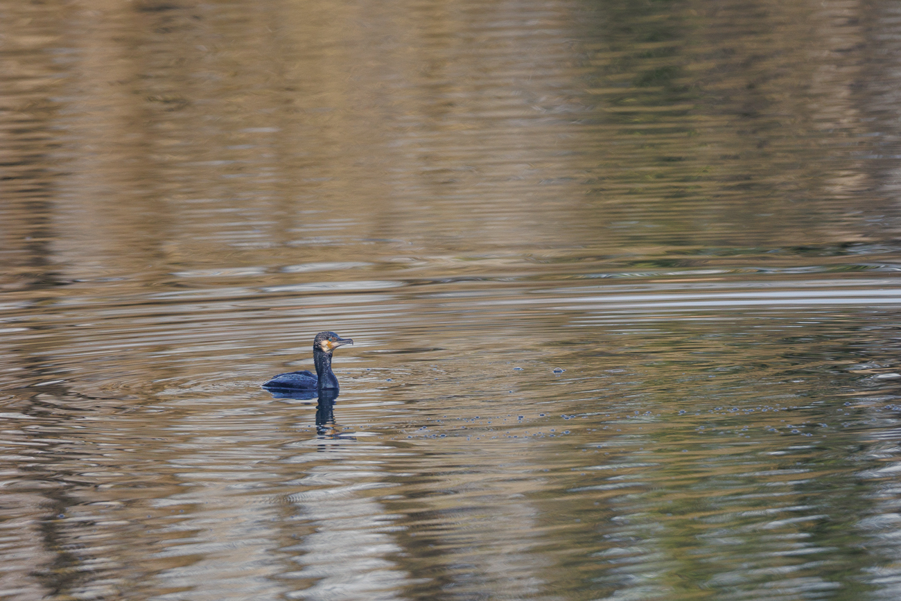 Kormoran [Phalacrocorax carbo]
