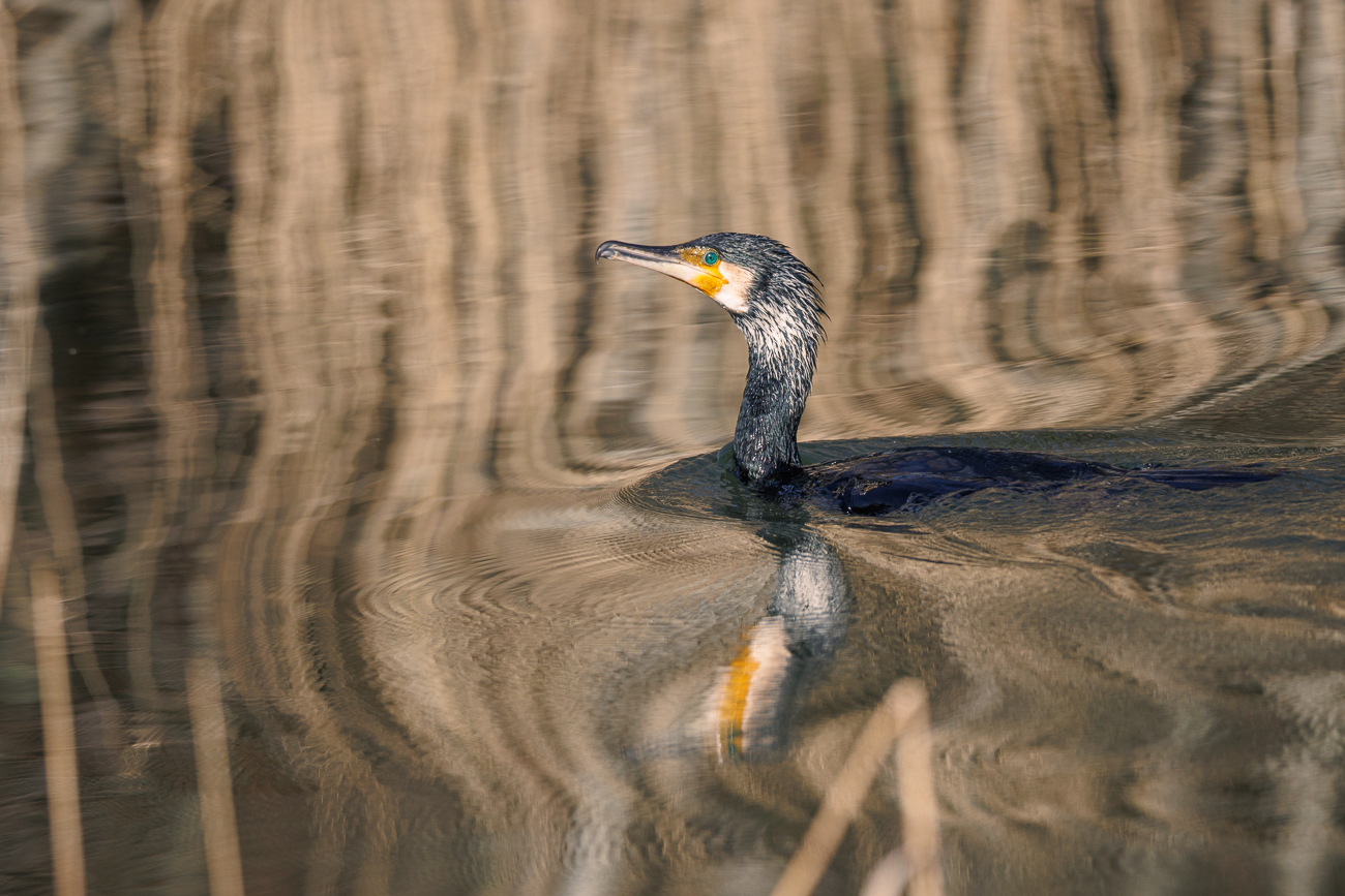 Kormoran [Phalacrocorax carbo]