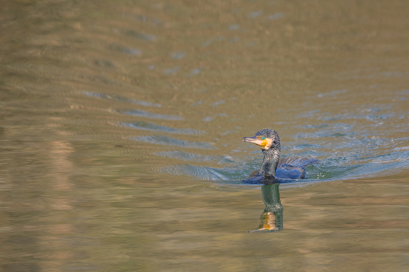 Kormoran [Phalacrocorax carbo]