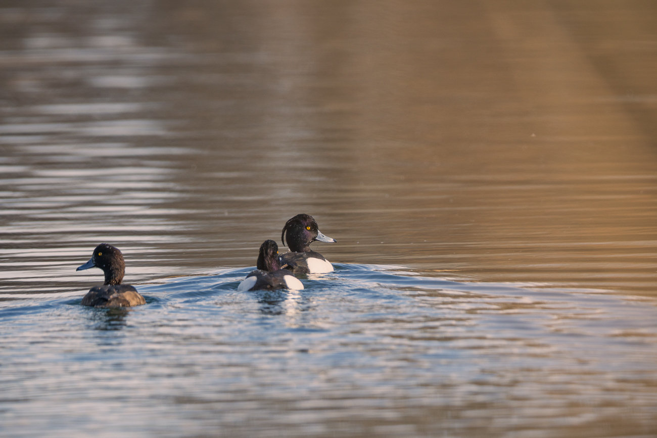 Reiherenten [Aythya fuligula]