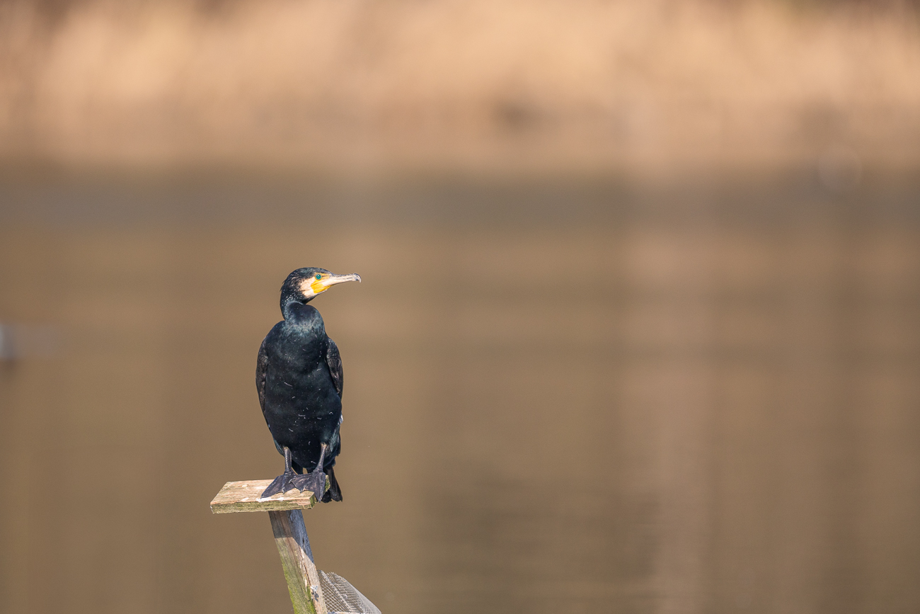 Kormoran [Phalacrocorax carbo]