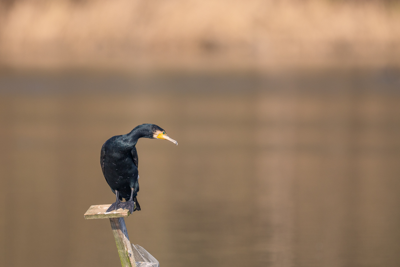 Kormoran [Phalacrocorax carbo]
