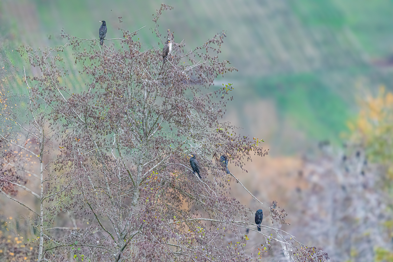 Kormorane [Phalacrocorax carbo]